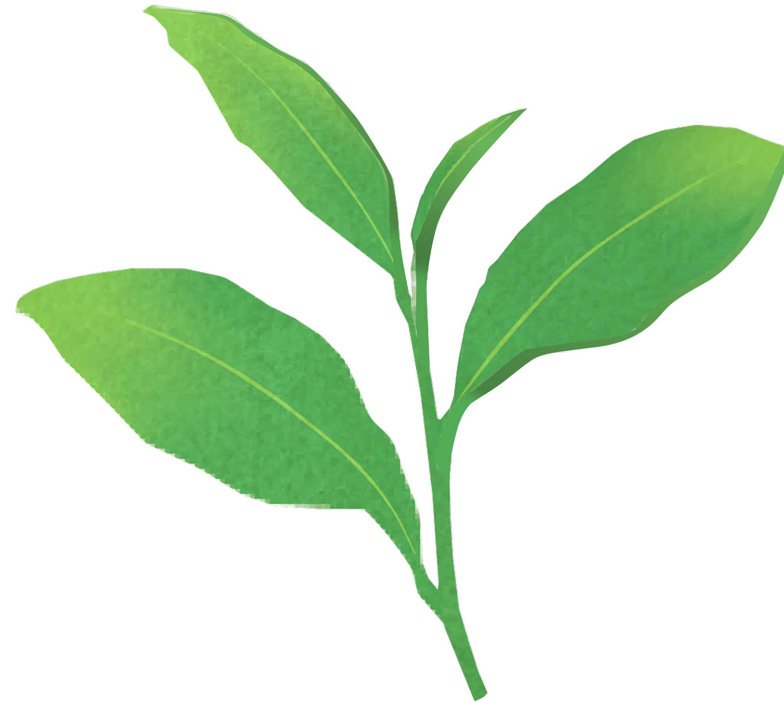 Image of GYOKURO fruit