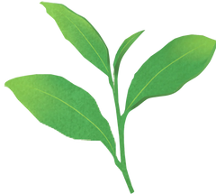 GYOKURO