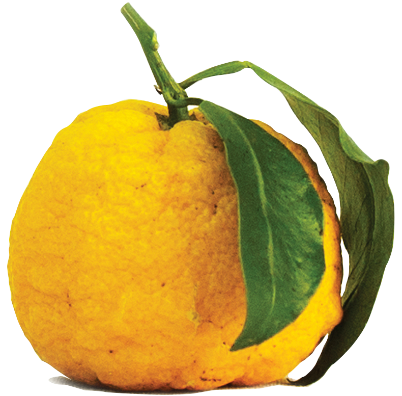 Image of yuzu fruit