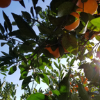 Mikan Sparkling Juice (24pk)