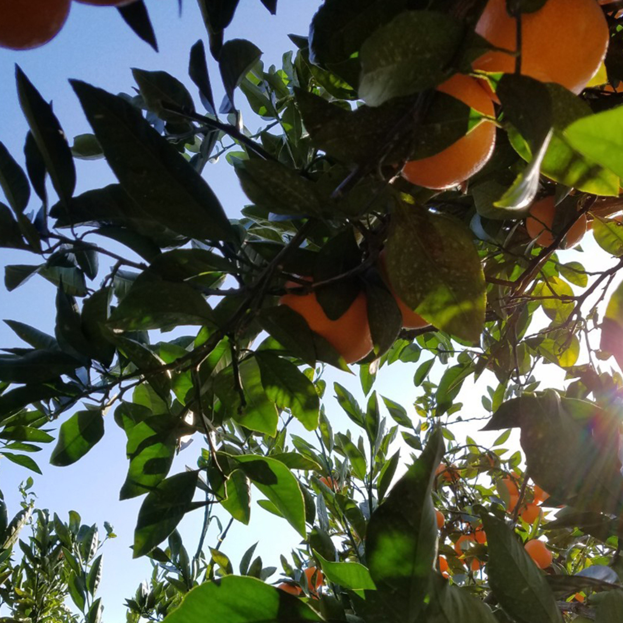 Mikan Sparkling Water