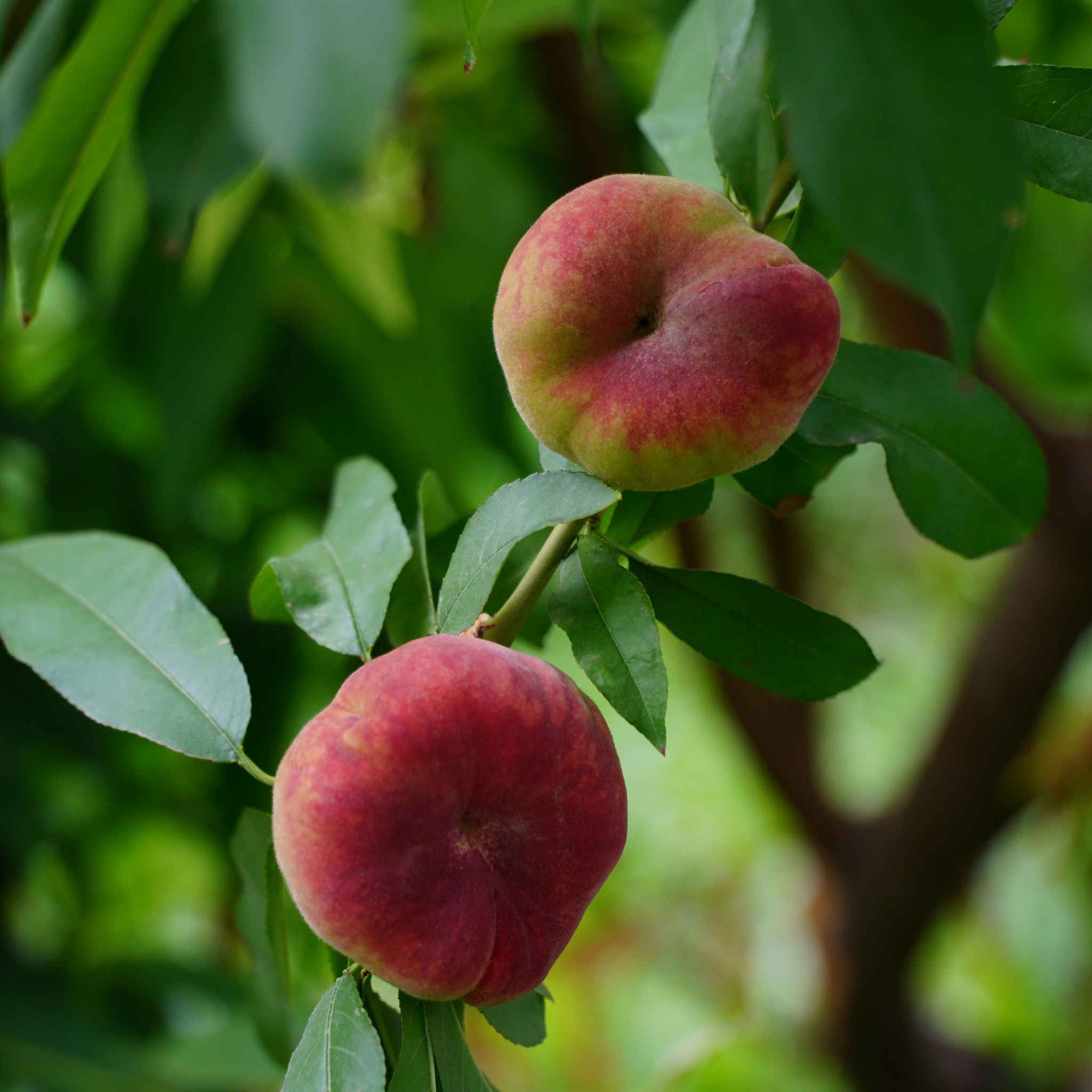 Momo Sparkling Water