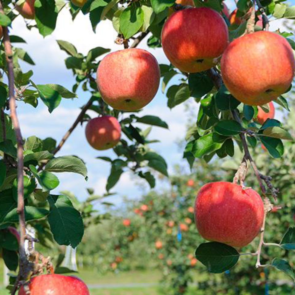 Ringo Sparkling Juice (24pk)