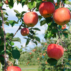 Ringo Sparkling Juice (24pk)