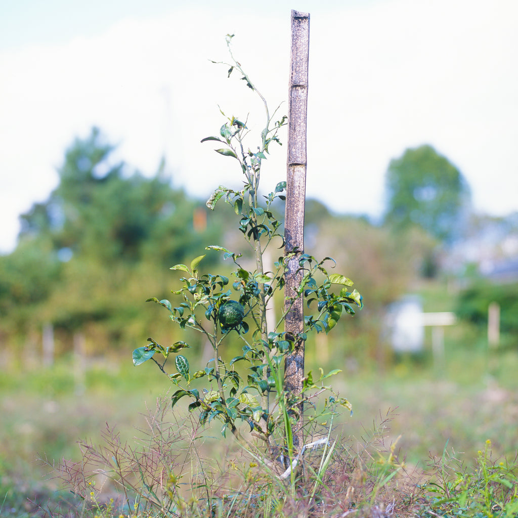 Sato Farm Membership